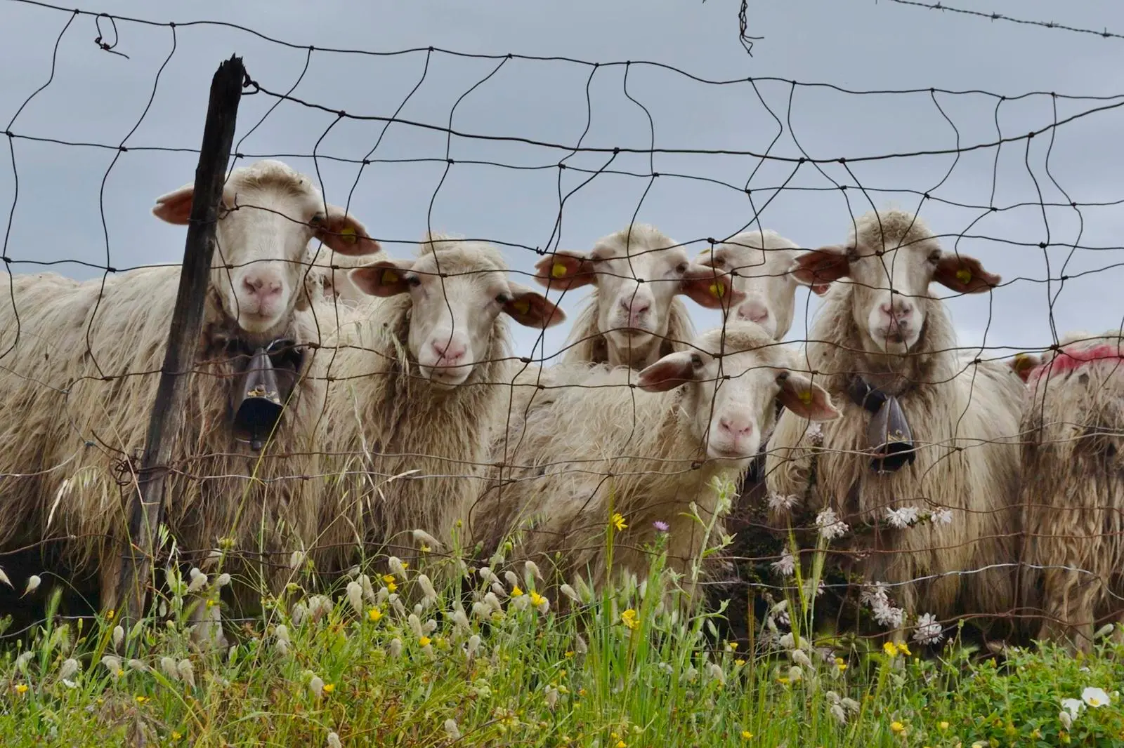 Un gregge di pecore (L'Unione Sarda)
