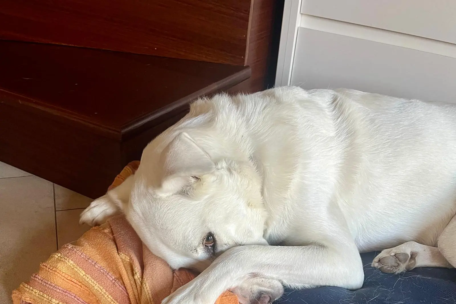 Il 22,4 per cento delle famiglie italiane ha un cane, contro il 17,4 per cento che preferisce i gatti (archivio U. S.)