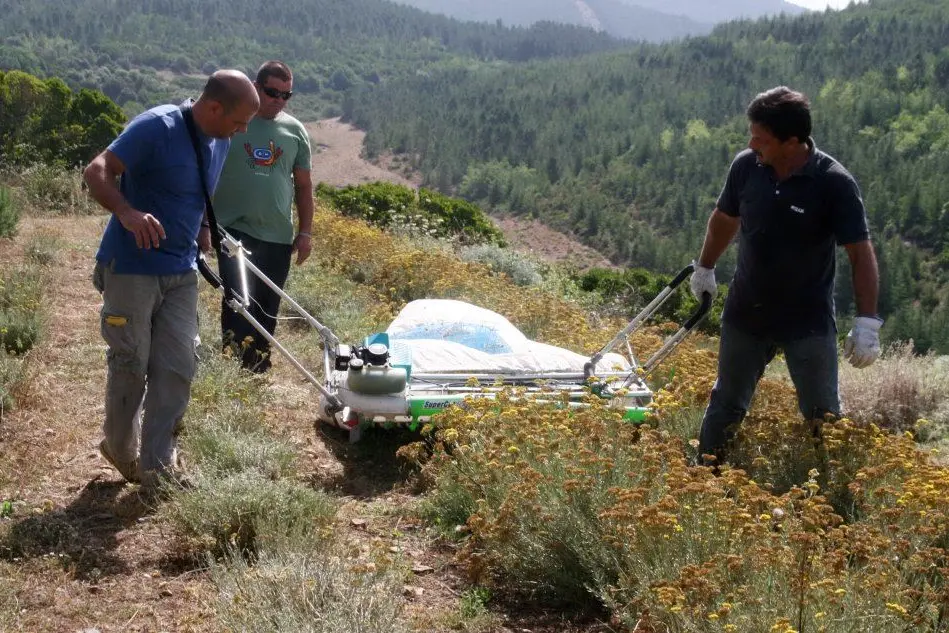 La raccolta dell'elicriso