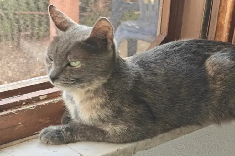 La gatta Bastet ritrovata a Porto Torres (foto concessa)