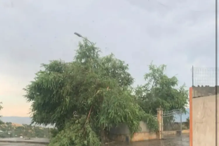 Alberi sulla provinciale 7 per Chiaramonti (foto concessa)