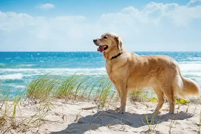 Un cane in spiaggia