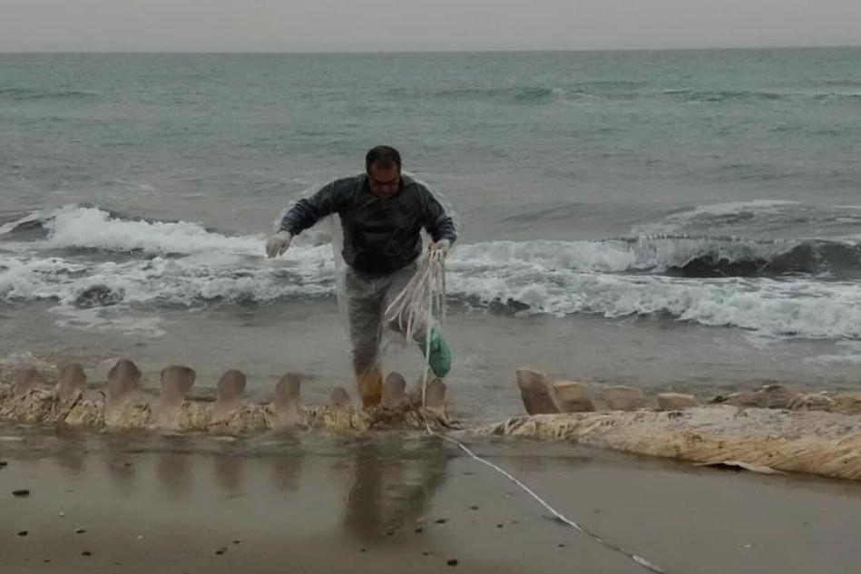 La balena spiaggiata a Sorso: via al recupero dello scheletro