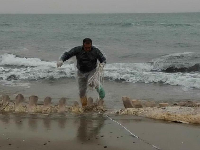 La balena spiaggiata a Sorso: via al recupero dello scheletro