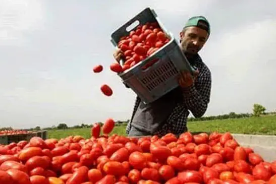 Un addetto alla raccolta di pomodori