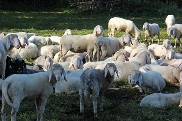 Il pascolo