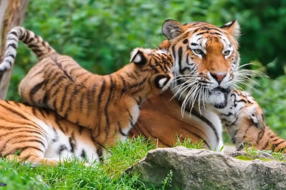 Le tigri sono tra gli animali a rischio estinzione