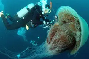 La medusa Caravella