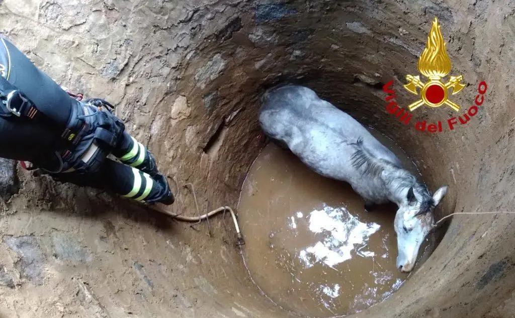 Il pozzo dove è stato recuperato l'animale (foto Vigili del fuoco)