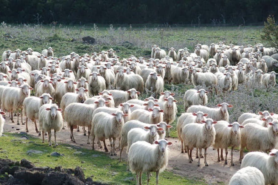 Un allevamento ovino