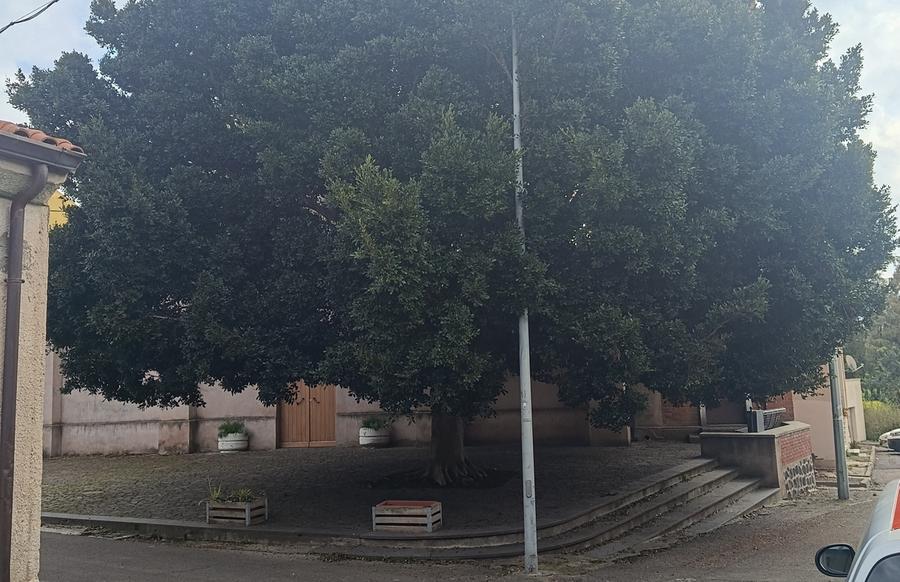 «Un albero troppo grande copre la chiesa»