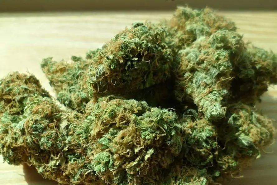 Marijuana (immagine simbolo)