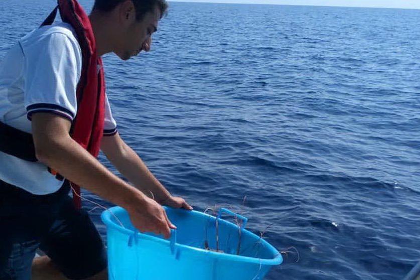 Alghero, maxi-multa a due pescatori di frodo: le aragoste sequestrate in beneficienza