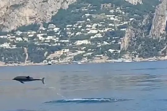 Capri, decine di delfini nuotano nel mare dei Faraglioni