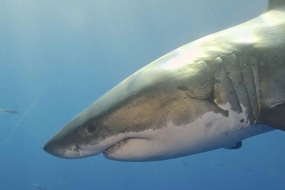 Sub attaccato e ucciso da uno squalo bianco