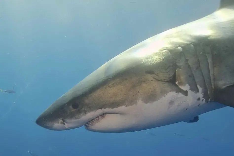 Uno squalo bianco (foto Wikipedia)
