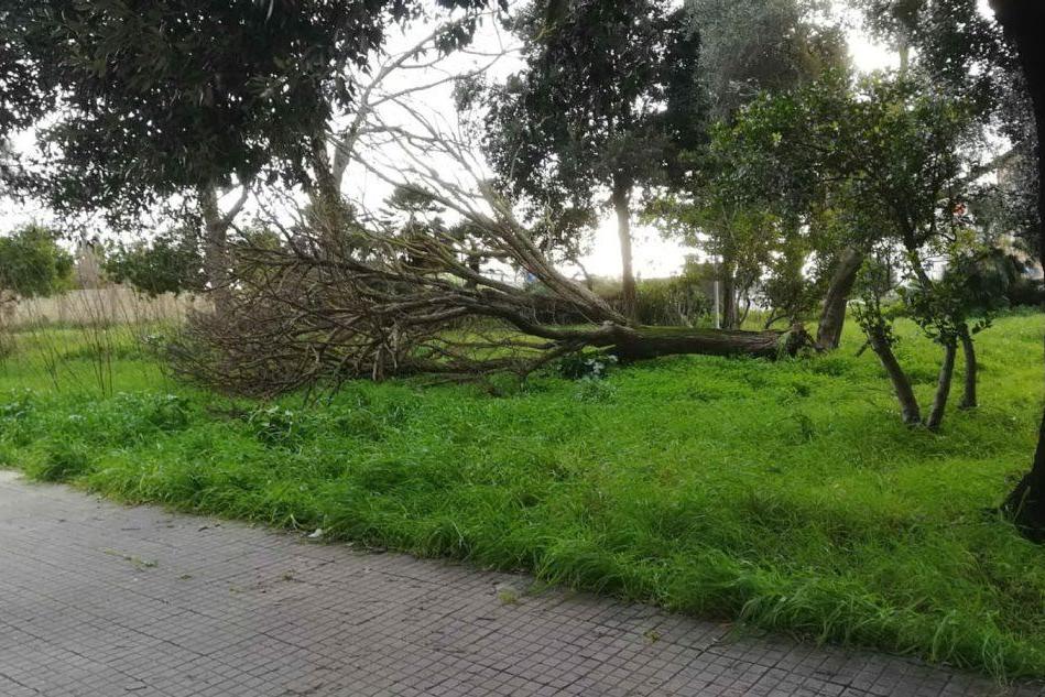 Sassari, la furia del vento abbatte un albero nel quartiere Santa Maria di Pisa