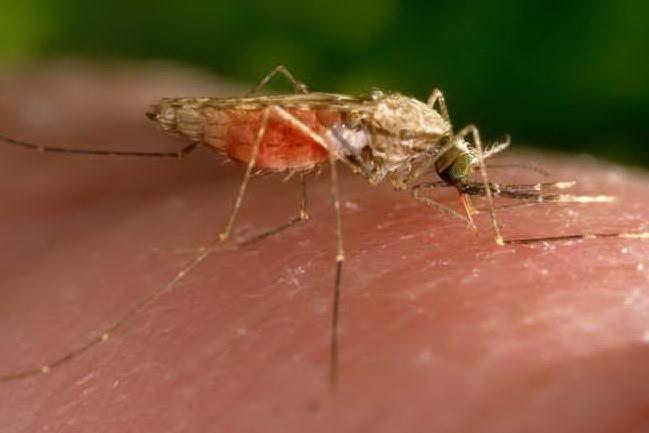 Malaria, due casi in poche ore a Imola e Bologna