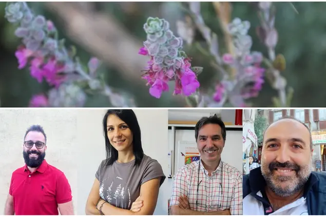 Particolare di una pianta di erba gatta, sotto il team di ricercatori (foto ufficio stampa)
