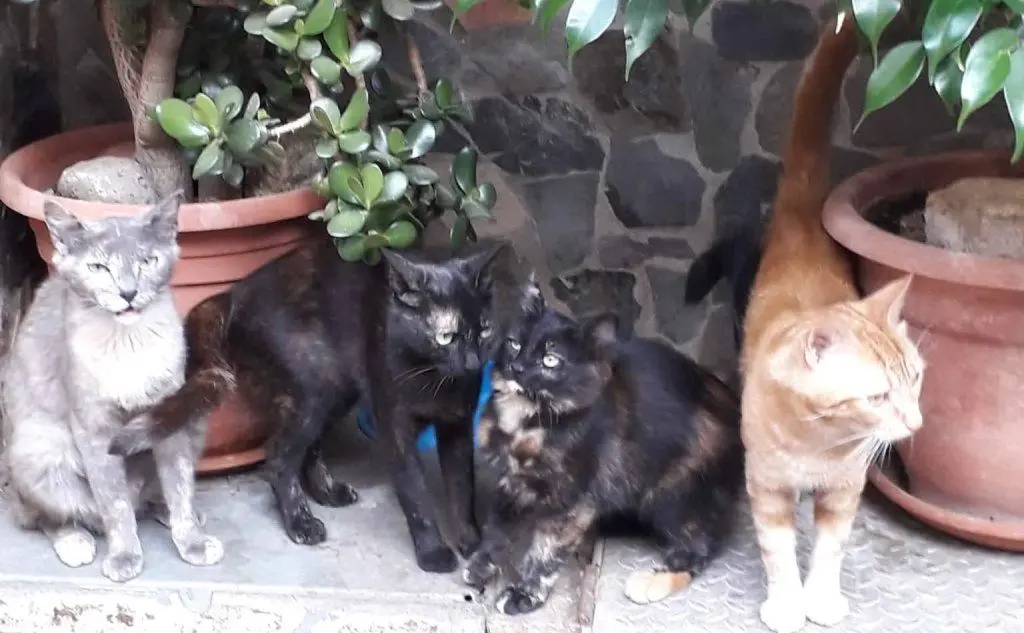 I miei 4 gattini Michell, Nerina, Batuffolina e Garfield
