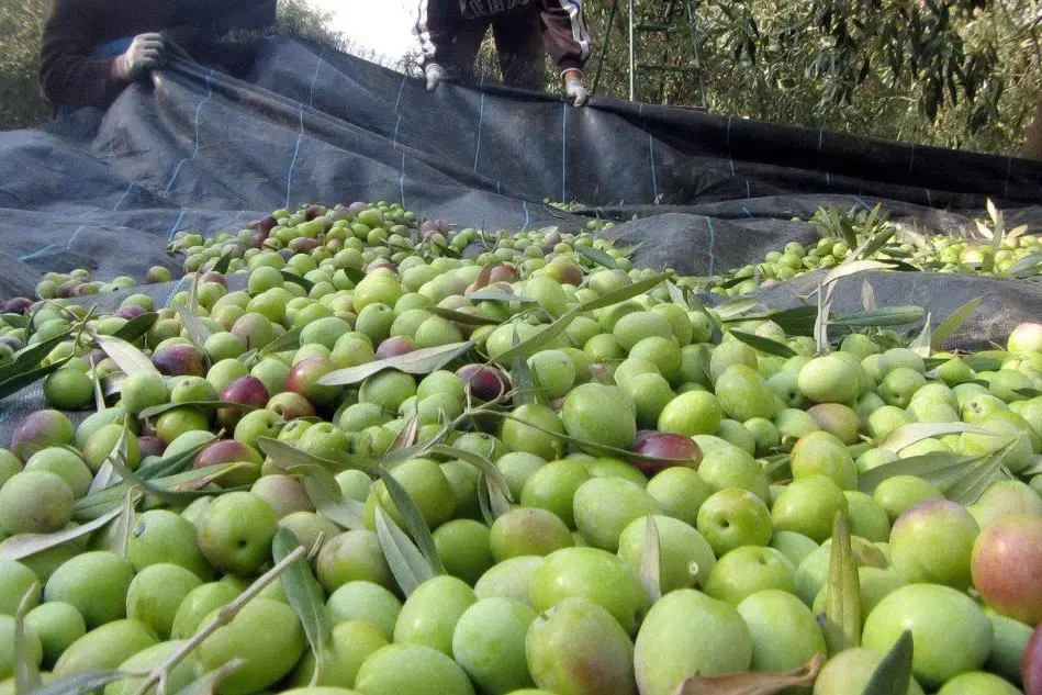 Raccolta delle olive a Dolianova