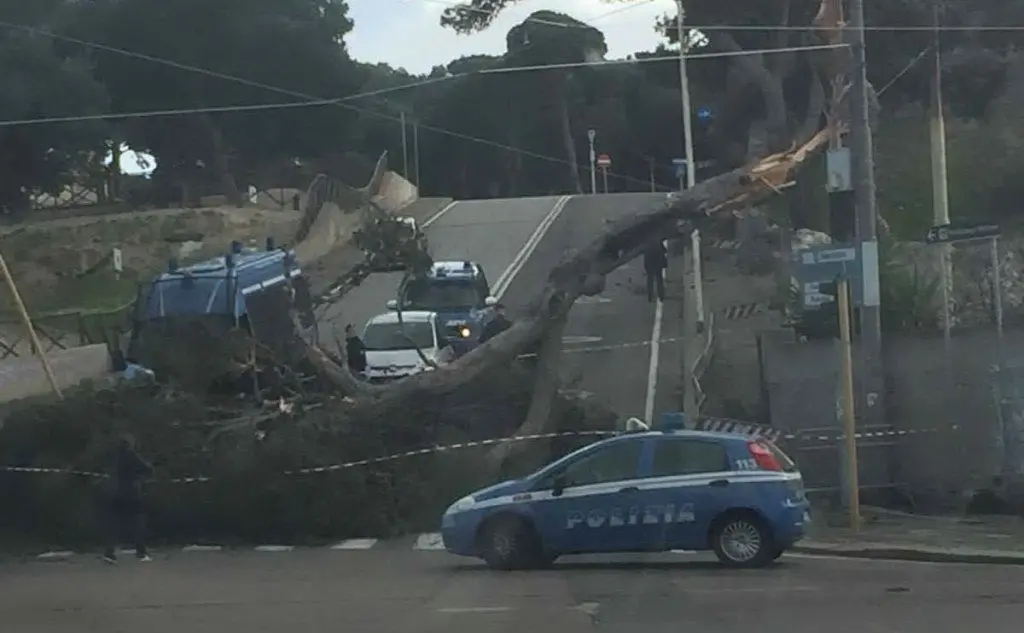 Un albero caduto in piazza d'Armi a Cagliari (foto della lettrice Lisa)