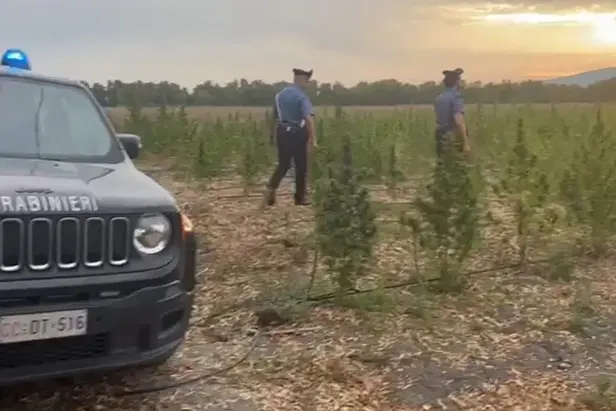 I carabinieri nella coltivazione di marijuana