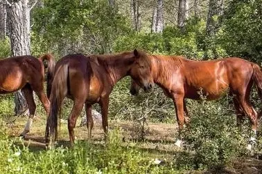 Cavalli del Sarcidano