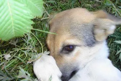 Il cane "di Padova" è stato trovato ferito su una Carreggiata a Sant'Antioco