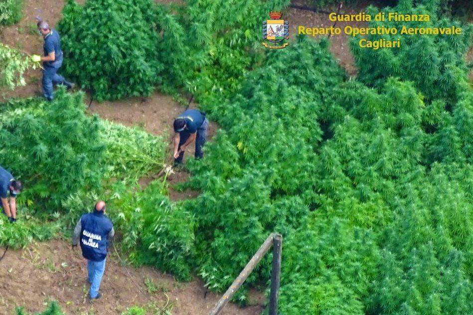 Maxi piantagione di marijuana nelle campagne di Donori, arrestato agricoltore