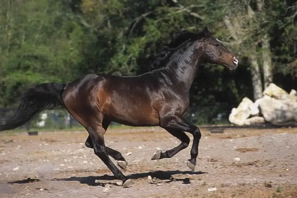 Un cavallo baio scuro come sarebbe dovuto essere &quot;Petito Man&quot;