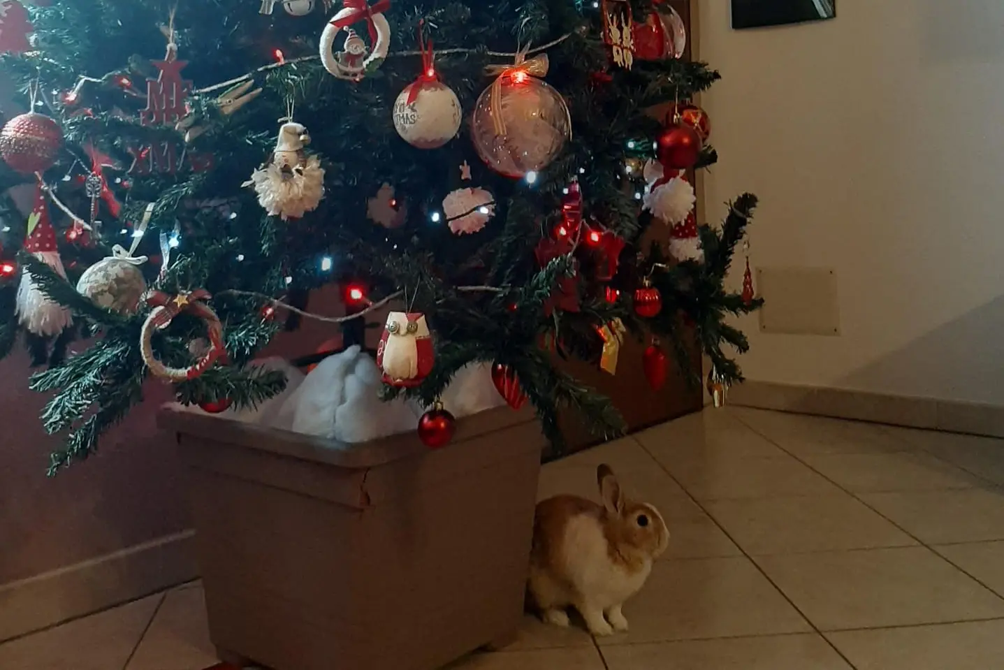 Auguri da Mauro Ibba e dalla piccola Yuki