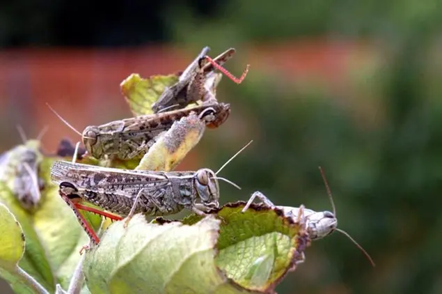 Cavallette in un campo (Archivio L'Unione Sarda)