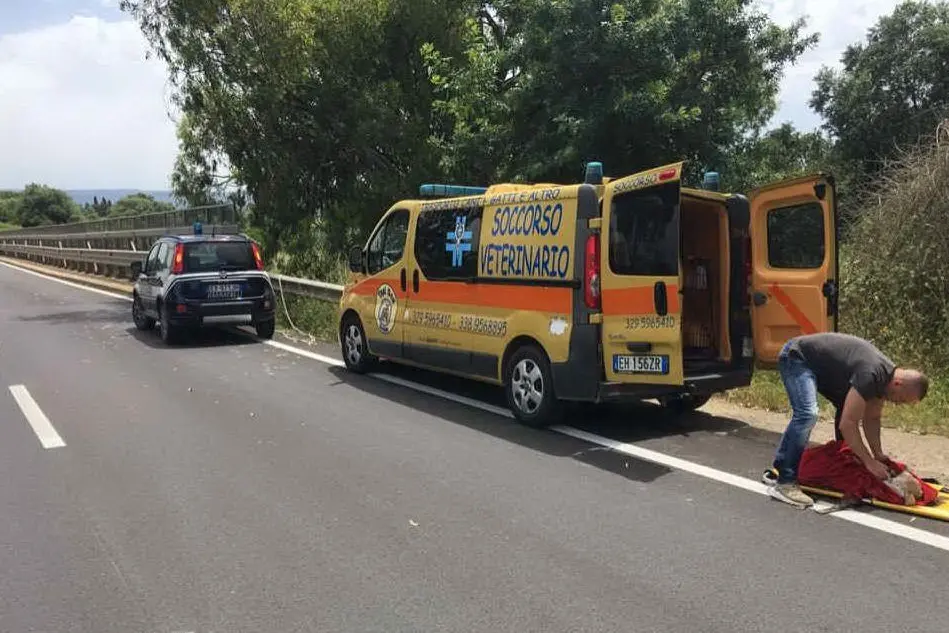 Il soccorso veterinario