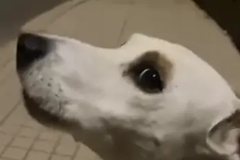 "Come fa l'ambulanza?": spopola sui social il cane oristanese che imita le sirene