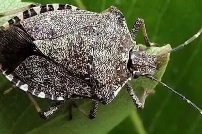 Un esemplare di cimice asiatica (foto da Google)
