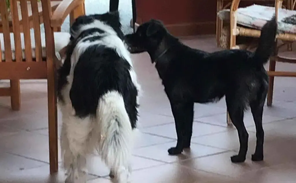 Aki e freddi, i cani di Marta e Federica Cocco da Sinnai