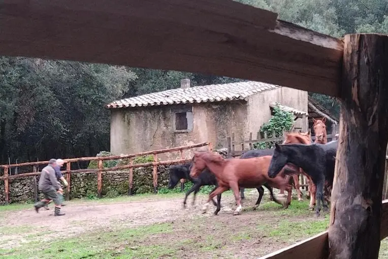 I cavalli del Sarcidano (foto concessa)