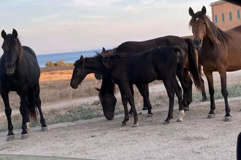 Cavalli all'Asinara (foto M. Pala)
