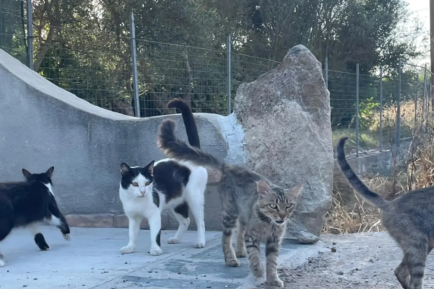 I gatti della colonia di San Gemiliano (foto Porrà)