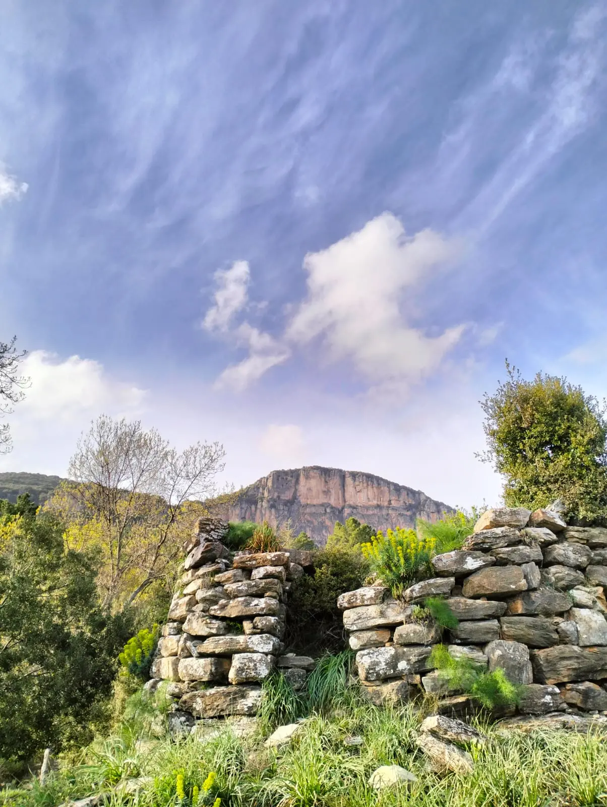 La foresta di Montarbu (Foto Sergio Loi)