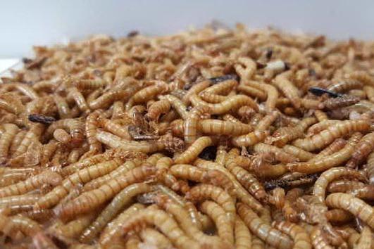 Tarme della farina come cibo: l'Europa dà l'ok al primo insetto da mangiare