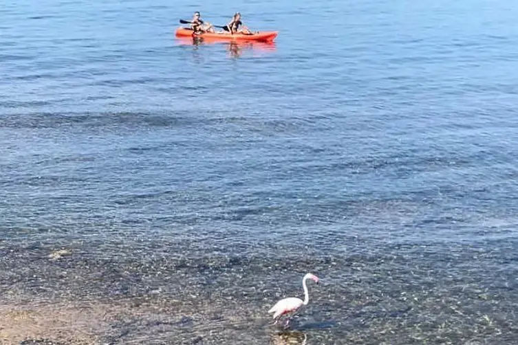 I canoisti e il fenicottero (foto Sanna)
