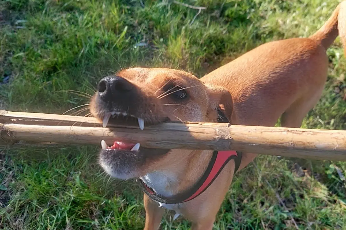 Un cane