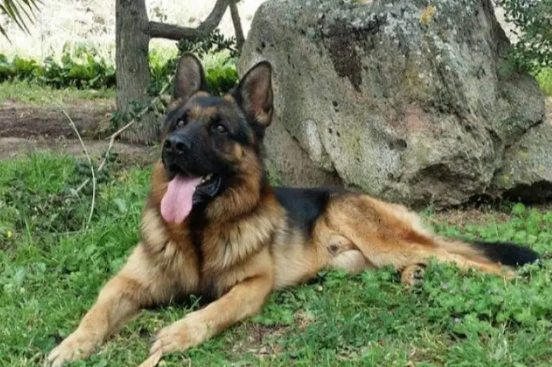 Il cane Red (foto Tellini)