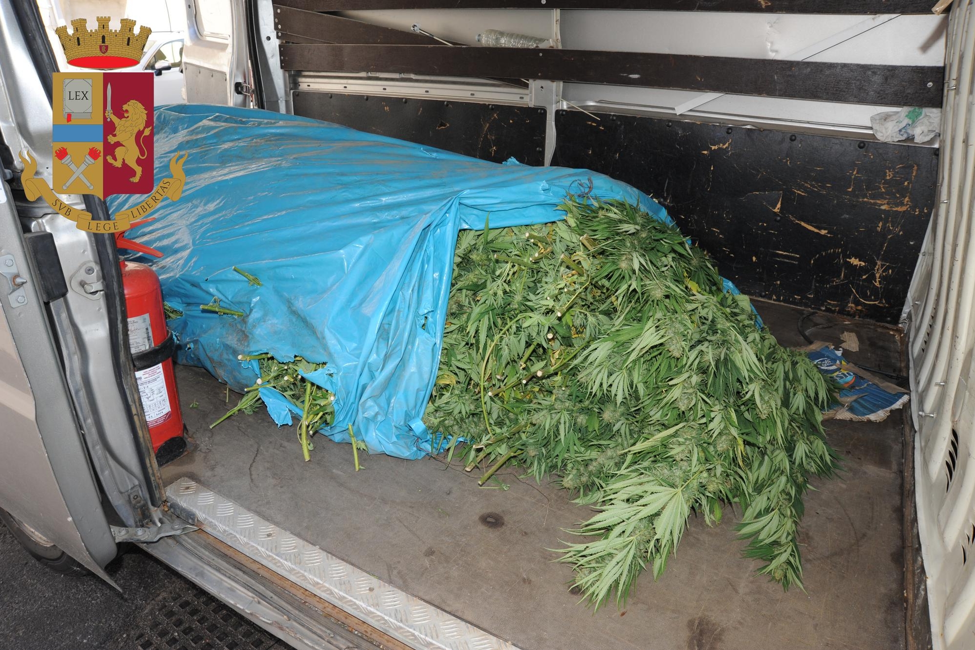 Le piante di marijuana trovate a Marreri (Foto Polizia di Stato)
