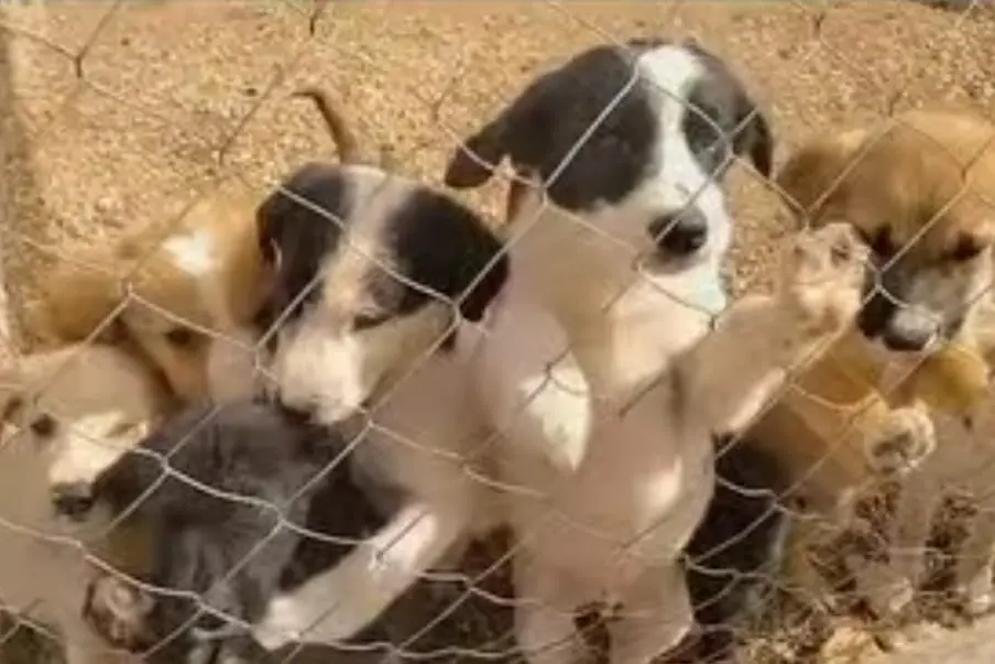 Cani (foto Zizi)