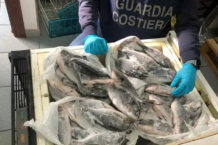 Il pesce sequestrato (foto Guardia costiera)