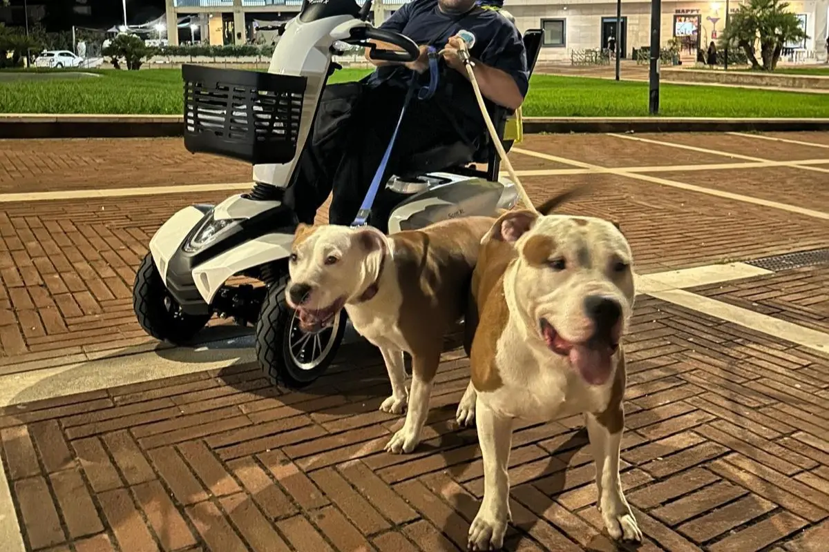 Il therapy dog Pallino (foto concessa)