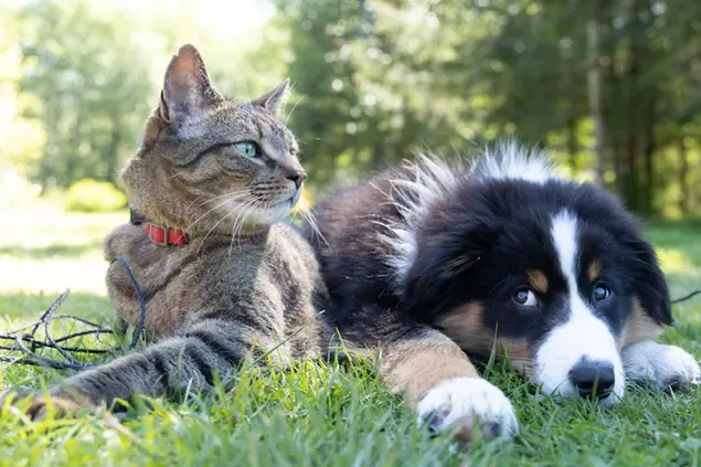 Un cane e un gatto (Unsplash)